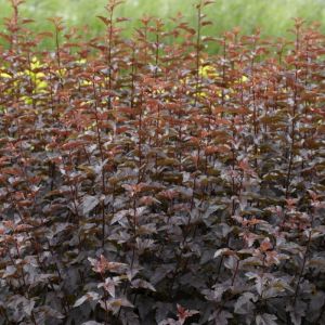 Physocarpus opulifolius 'Lady in Red' - Blasenspiere