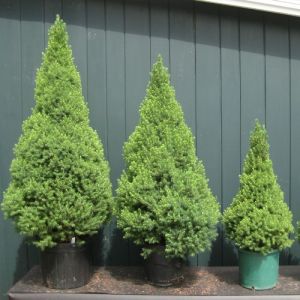 Picea glauca 'Conica' – Zuckerhutfichte