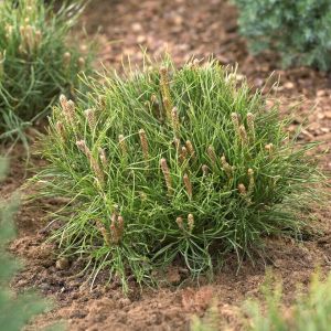 Pinus mugo 'Mughus' - Kiefern Pinus mugo 'Mughus' - Kiefern