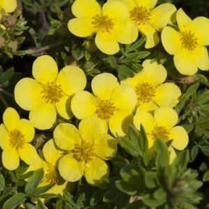 Potentilla fruticosa 'Elizabeth' - Fingerkraut