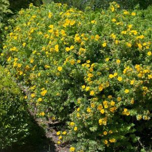 Fingerkraut (Potentilla) kaufen  vielseitige Bodendecker online bestellen  | Grnes Paradies
