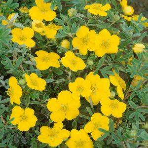 Potentilla fruticosa 'Goldstar' - Fingerkraut