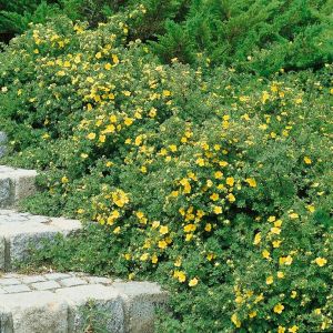 Potentilla fruticosa 'Goldteppich' - Fingerkraut