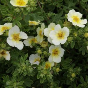 Potentilla fruticosa 'Limelight' - Fingerkraut