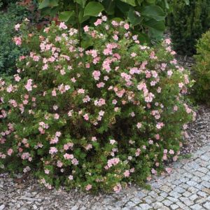 Potentilla fruticosa 'Pink Queen' - Fingerkraut Potentilla fruticosa 'Pink Queen' - Fingerkraut