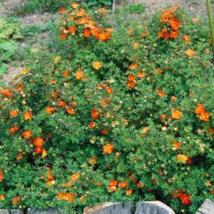 Potentilla fruticosa 'Red Ace' - Fingerkraut