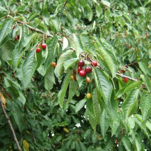 Prunus avium - Kirsche