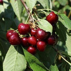 Prunus avium 'Regina' - Kirsche Prunus avium 'Regina' - Kirsche