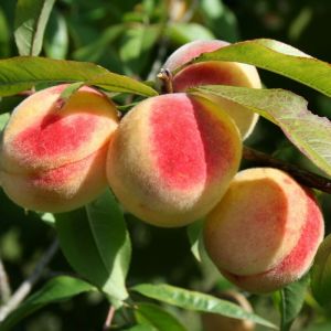 Prunus persica - Obstbaum