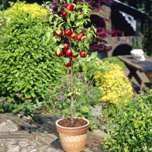 Prunus persica 'Nectarella' - Pfirsich
