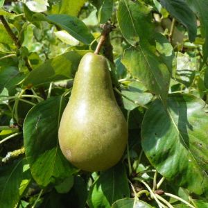 Pyrus communis - Birne