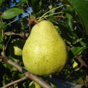 Pyrus communis 'Doyenné du Comice' - Birne