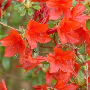 Rhododendron 'Addy Wery' - Rhododendron 