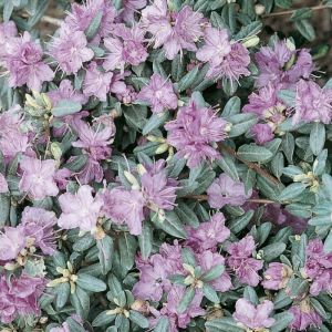 Rhododendron 'Arends Favorit' - Rhododendron 