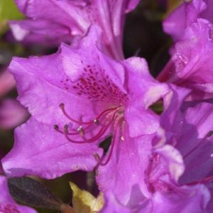 Rhododendron 'Blaue Donau' - Rhododendron 