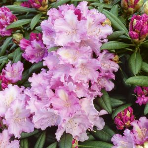 Rhododendron 'Caroline Allbrook' - Rhododendron 