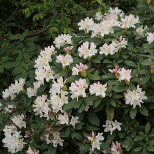 Rhododendron 'Cunningham's White' - Rhododendron