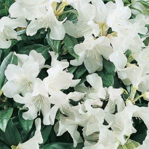 Rhododendron 'Dora Amateis' - Rhododendron 