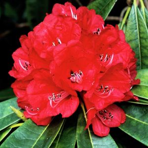 rhododendron tea Rhododendron Tea – The Pahari Life main image 1