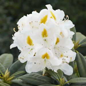 Rhododendron 'Madame Masson' - Rhododendron 