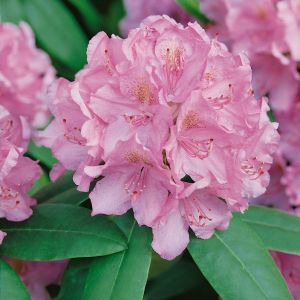 Rhododendron 'Roseum Elegans' - Rhododendron 