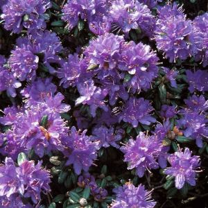 Zwergrhododendron kaufen? | Grnes Paradies