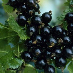 Ribes Jostaberry - Jostabeere