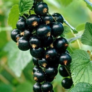 Ribes nigrum 'Titania' - Jostabeere