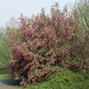 Ribes sanguineum 'King Edward VII' - Blut-Zierjohannisbeere