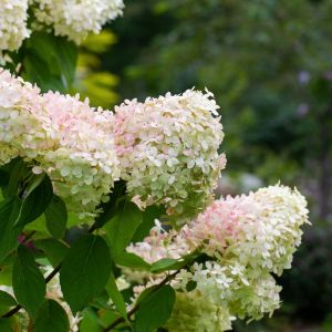 Hydrangea paniculata ‘Limelight’ – Rispenhortensie mit cremeweißen und zartrosa Blütenrispen im Spätsommer