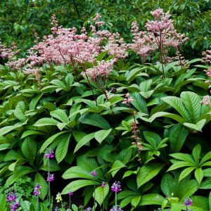 Rodgersia Henrici - Schaublatt