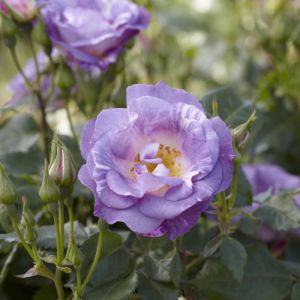 Rosa 'Blue for You' Rosa 'Blue for You'