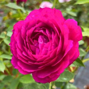 Rosa 'Eufemia'