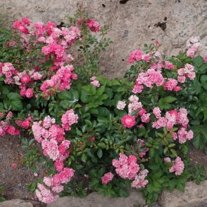 Rosa 'Lovely Fairy' 
