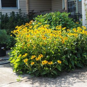 Rudbeckia fulgida 'Goldsturm' - Sonnenhut 