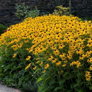 Rudbeckia fulgida ‘Goldsturm’ – Gelber Sonnenhut in voller Blüte im Gartenbeet