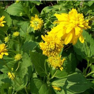 Rudbeckia laciniata 'Goldquelle' - Sonnenhut 