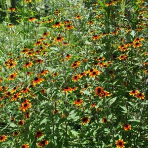 Rudbeckia triloba - Sonnenhut