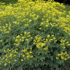 Ruta graveolens - Weinraute