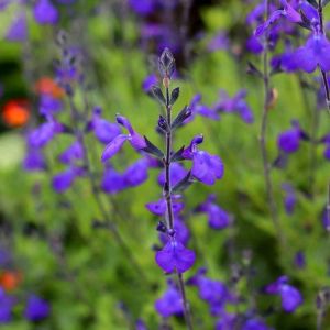 Salvia greggii 'Blue Note' - Salbei