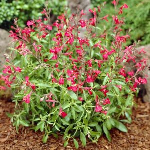 Salvia greggii 'Lipstick' - Salbei