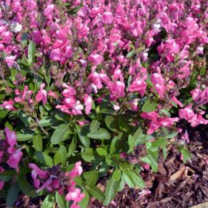 Salvia greggii 'Mirage Pink' - Salbei