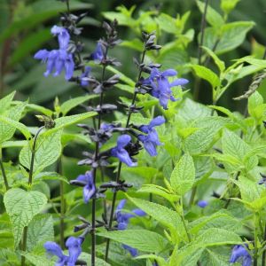 Salvia guaranitica 'Black and Blue' - Salbei