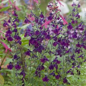 Salvia jamensis 'Nachtvlinder' - Salbei