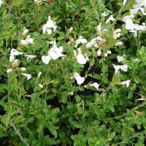 Salvia microphylla 'Gletsjer' - Salbei