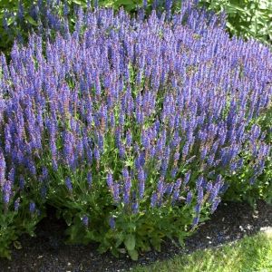 Salvia nemorosa 'Blauhügel' - Salbei