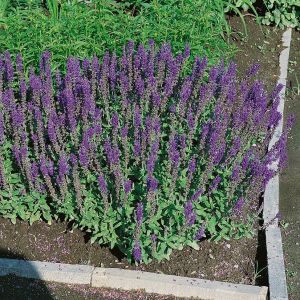 Salvia nemorosa 'Blaukönigin' - Salbei