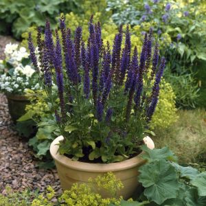 Salvia nemorosa 'Ostfriesland' - Salbei