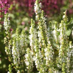 Salvia nemorosa 'Schneehügel' - Salbei