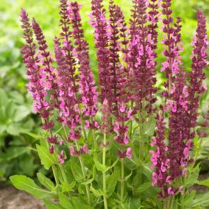 Salvia nemorosa 'Sensation Deep Rose' - Salbei